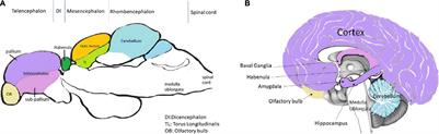 The Brilliance of the Zebrafish Model: Perception on Behavior and Alzheimer’s Disease